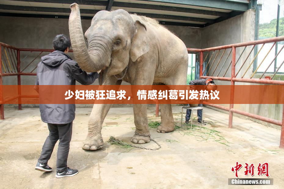 少妇被狂追求，情感纠葛引发热议