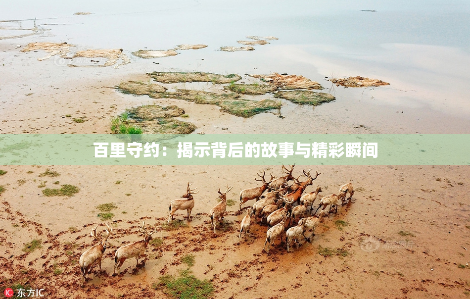 百里守约：揭示背后的故事与精彩瞬间