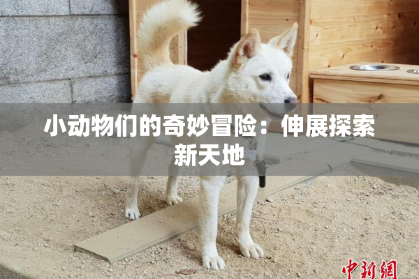 小动物们的奇妙冒险：伸展探索新天地