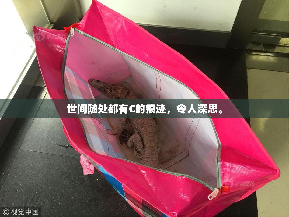 世间随处都有C的痕迹，令人深思。
