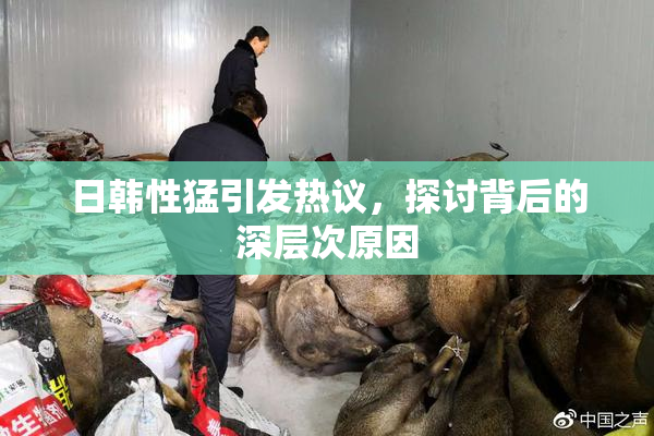 日韩性猛引发热议，探讨背后的深层次原因