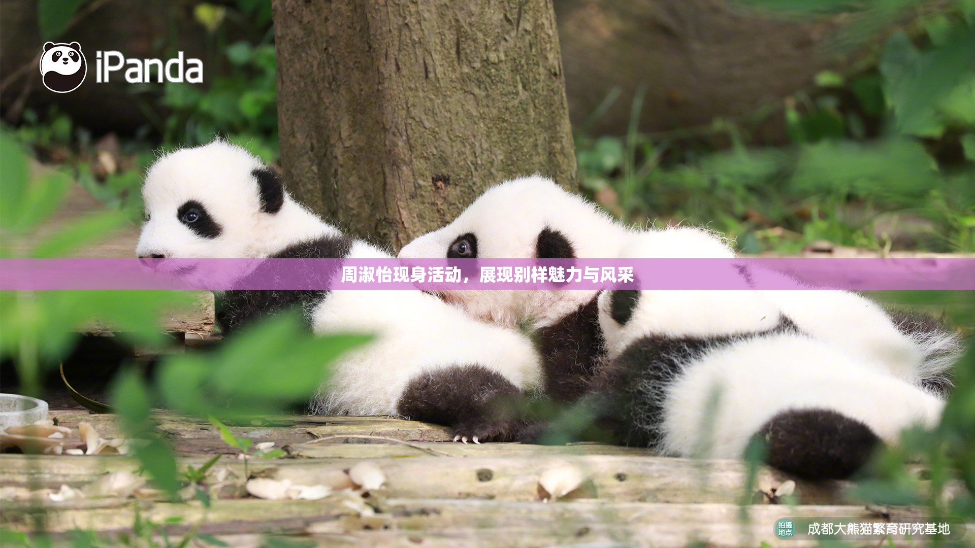 周淑怡现身活动，展现别样魅力与风采