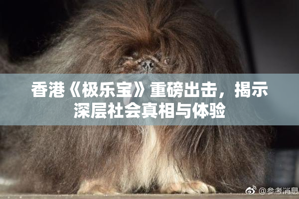 香港《极乐宝》重磅出击，揭示深层社会真相与体验