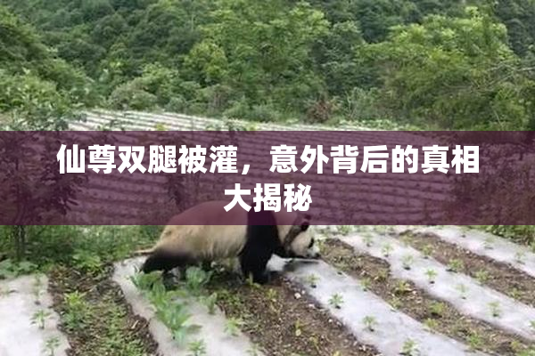 仙尊双腿被灌，意外背后的真相大揭秘