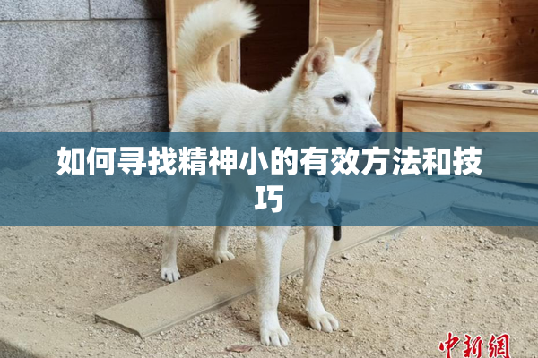 如何寻找精神小的有效方法和技巧