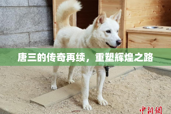 唐三的传奇再续，重塑辉煌之路