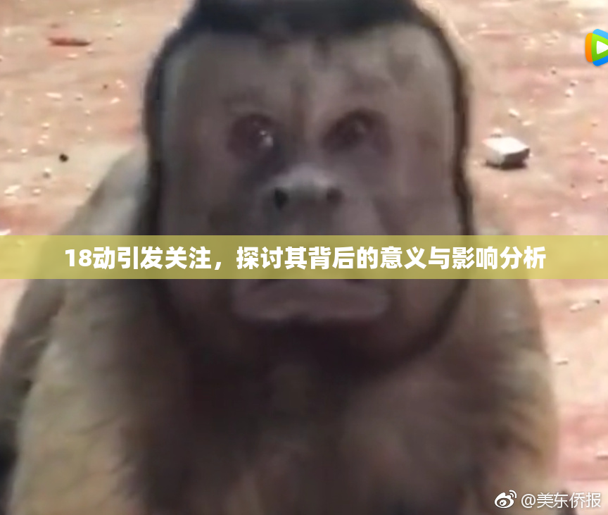 18动引发关注，探讨其背后的意义与影响分析
