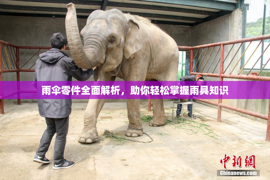 雨伞零件全面解析，助你轻松掌握雨具知识