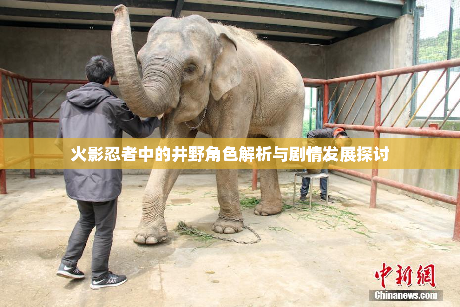 火影忍者中的井野角色解析与剧情发展探讨
