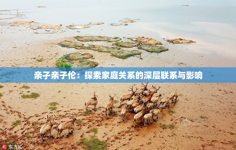 亲孑亲子伦：探索家庭关系的深层联系与影响