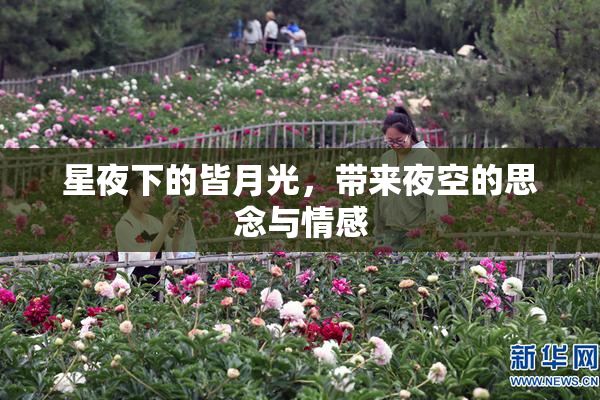 星夜下的皆月光，带来夜空的思念与情感
