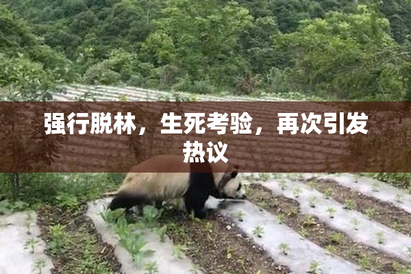 强行脱林，生死考验，再次引发热议