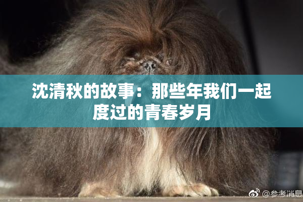 沈清秋的故事：那些年我们一起度过的青春岁月