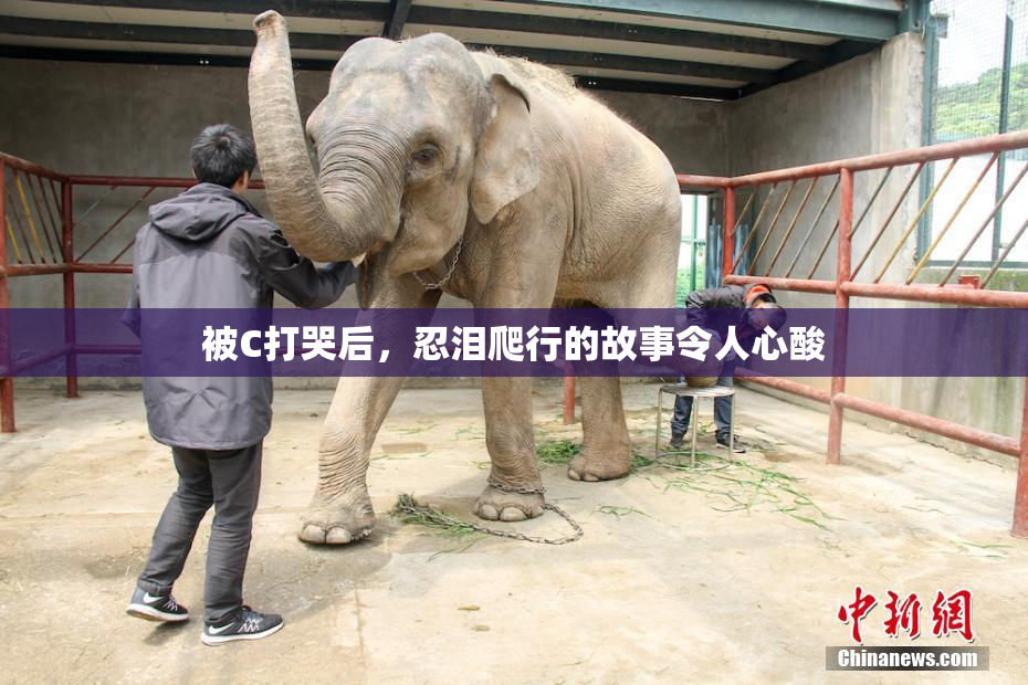 被C打哭后，忍泪爬行的故事令人心酸