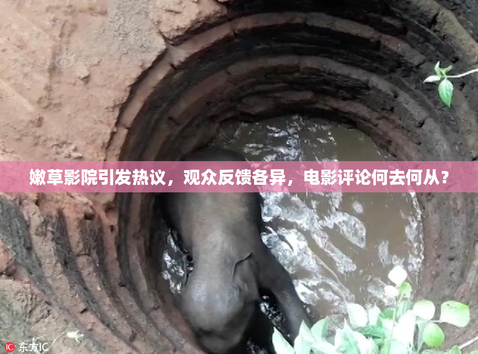 嫩草影院引发热议，观众反馈各异，电影评论何去何从？