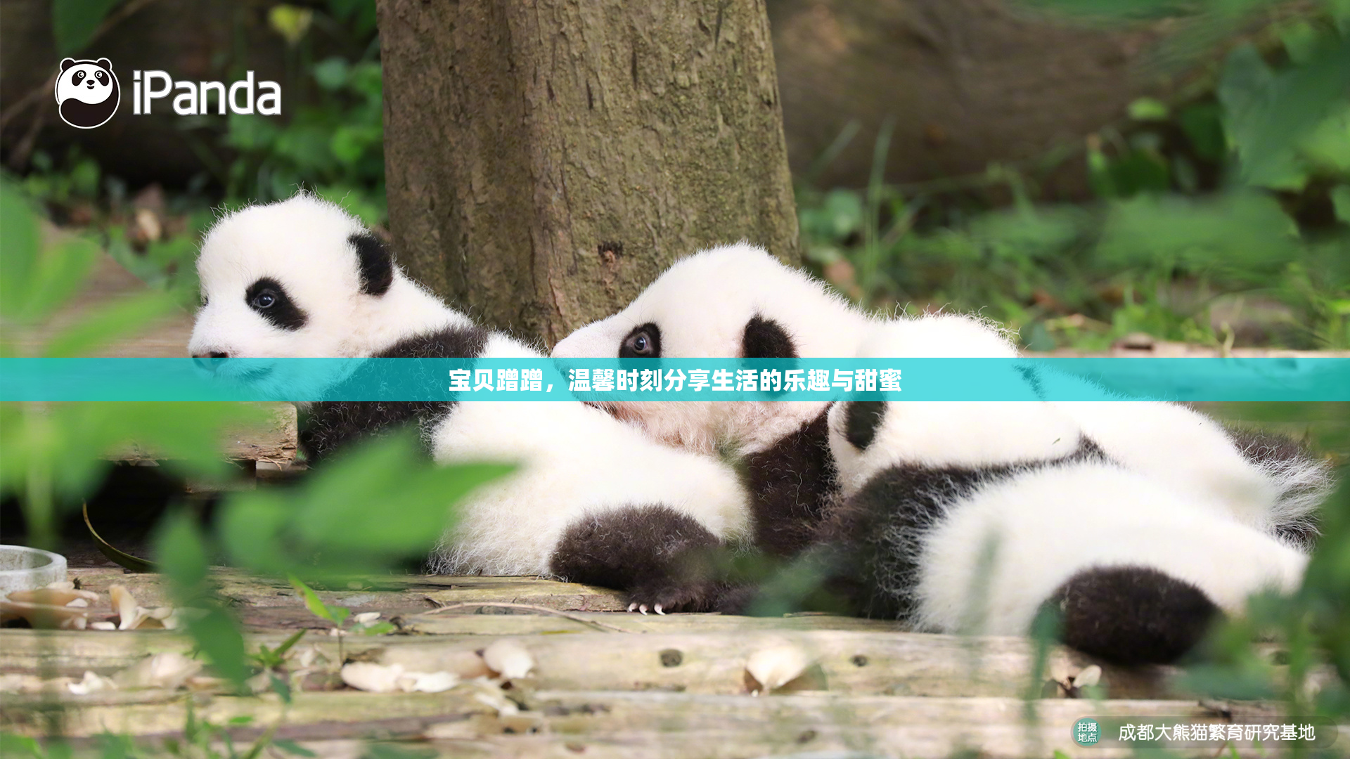 宝贝蹭蹭，温馨时刻分享生活的乐趣与甜蜜