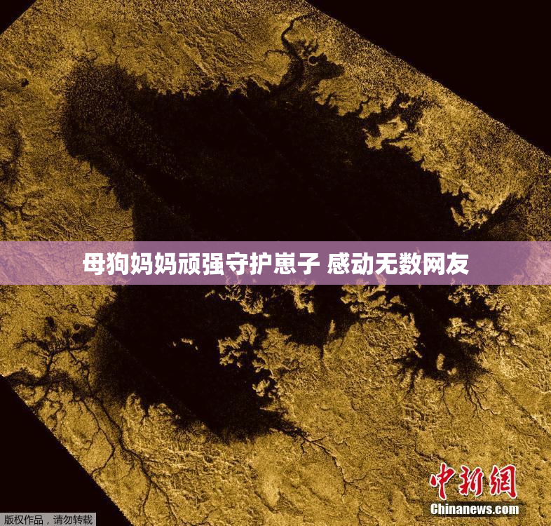 母狗妈妈顽强守护崽子 感动无数网友