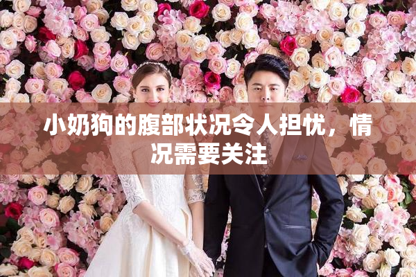小奶狗的腹部状况令人担忧，情况需要关注