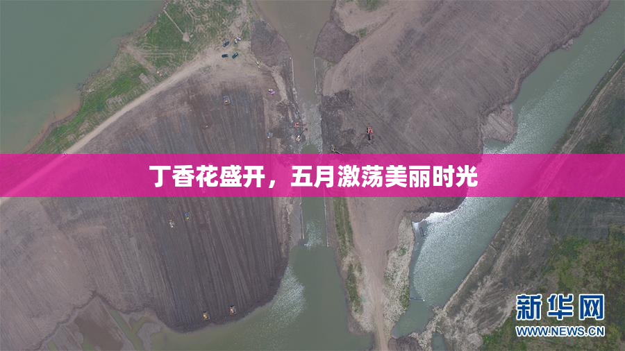 丁香花盛开，五月激荡美丽时光