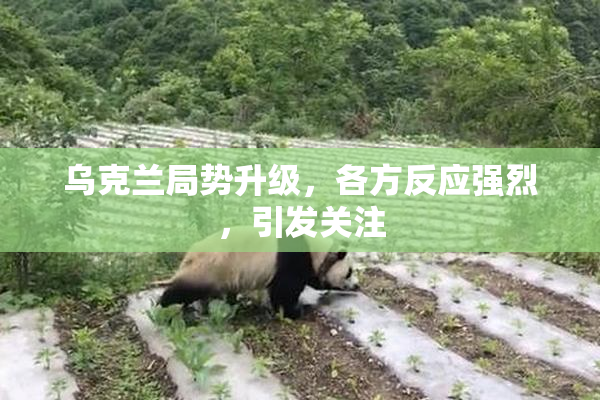 乌克兰局势升级，各方反应强烈，引发关注