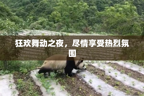 狂欢舞动之夜，尽情享受热烈氛围