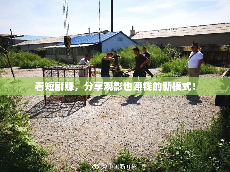 看短剧赚，分享观影也赚钱的新模式！