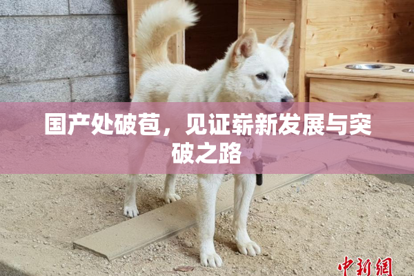 国产处破苞，见证崭新发展与突破之路