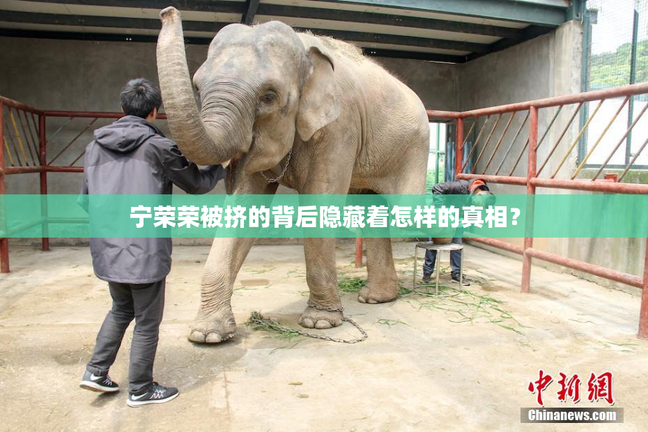 宁荣荣被挤的背后隐藏着怎样的真相？