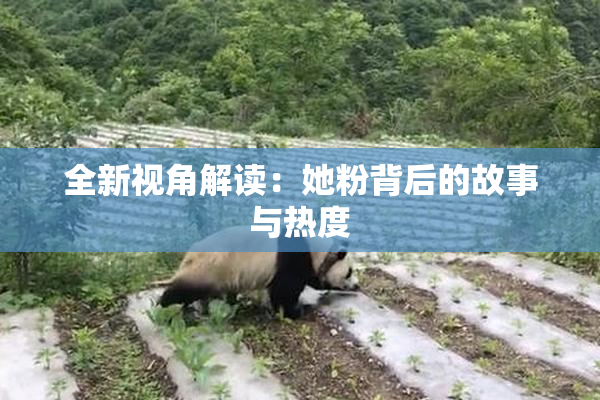 全新视角解读：她粉背后的故事与热度