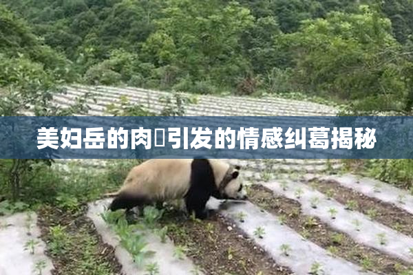 美妇岳的肉泬引发的情感纠葛揭秘