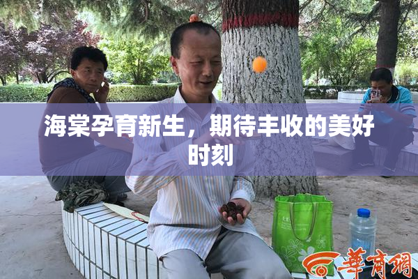 海棠孕育新生，期待丰收的美好时刻