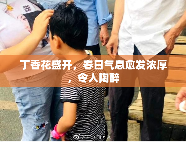 丁香花盛开，春日气息愈发浓厚，令人陶醉