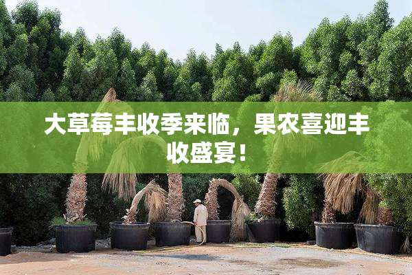 大草莓丰收季来临，果农喜迎丰收盛宴！