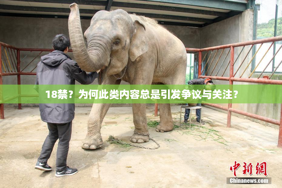 18禁？为何此类内容总是引发争议与关注？