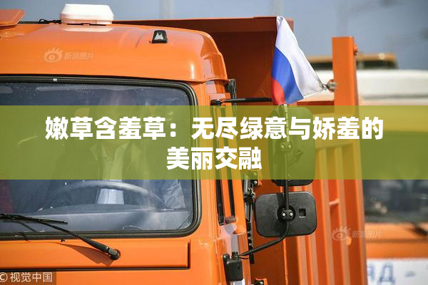 嫩草含羞草：无尽绿意与娇羞的美丽交融
