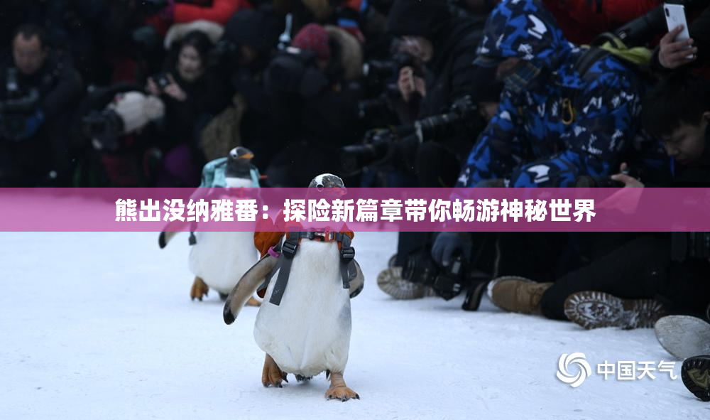熊出没纳雅番：探险新篇章带你畅游神秘世界