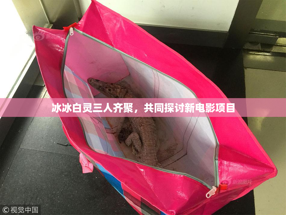 冰冰白灵三人齐聚，共同探讨新电影项目