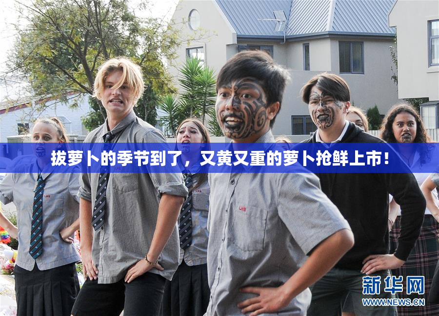 拔萝卜的季节到了，又黄又重的萝卜抢鲜上市！