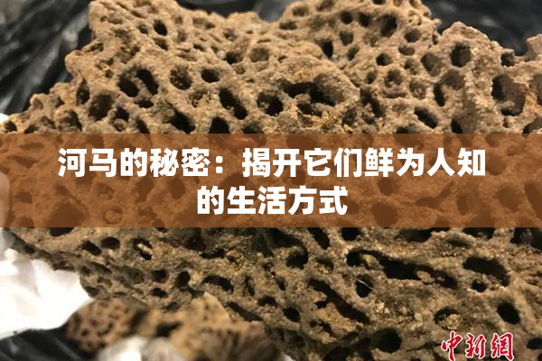 河马的秘密：揭开它们鲜为人知的生活方式