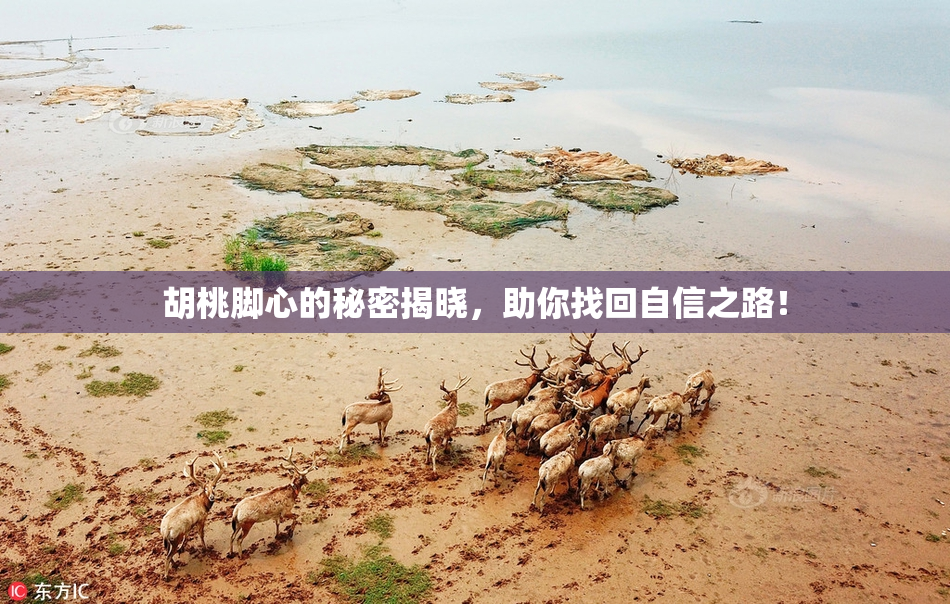 胡桃脚心的秘密揭晓，助你找回自信之路！
