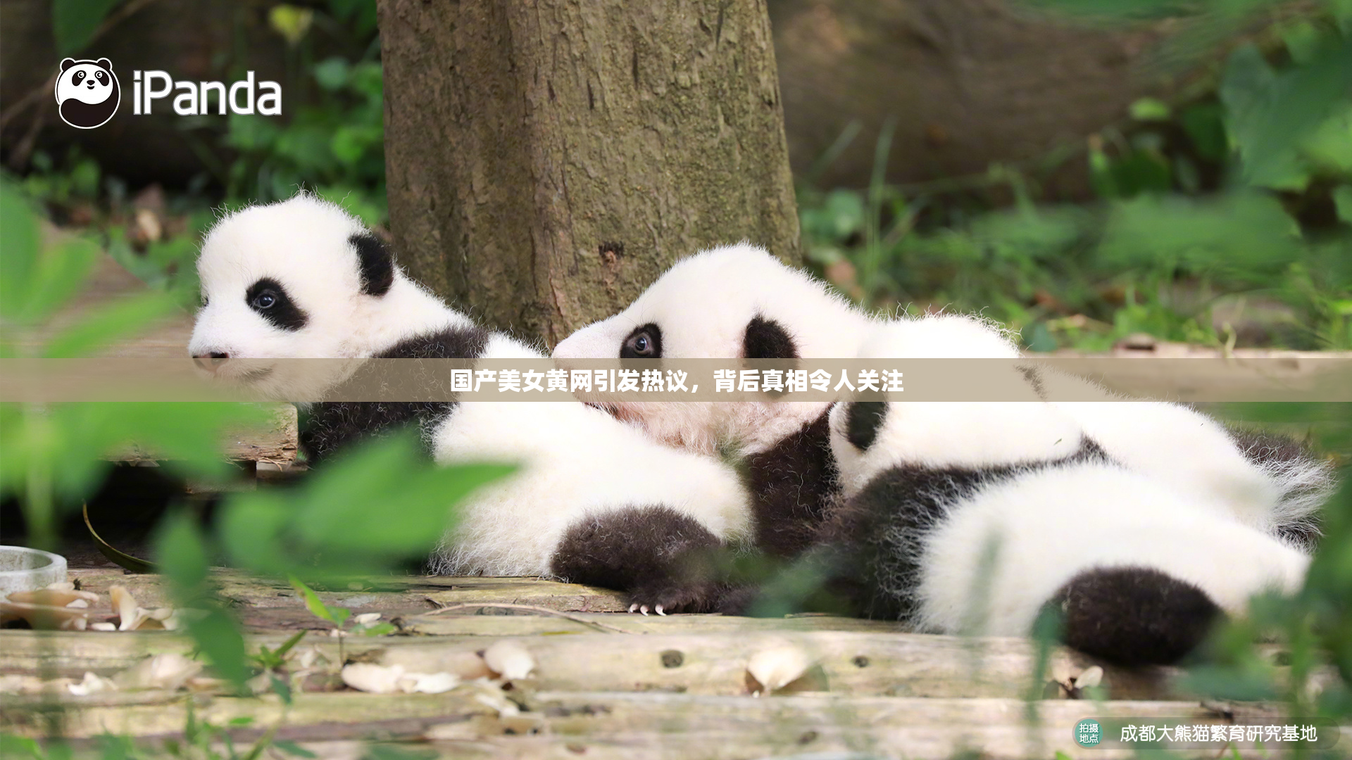 国产美女黄网引发热议，背后真相令人关注