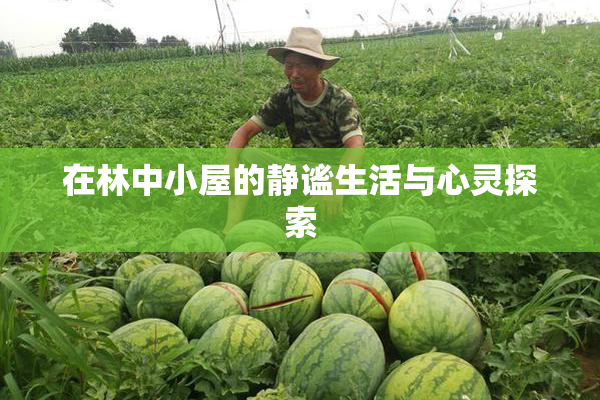 在林中小屋的静谧生活与心灵探索