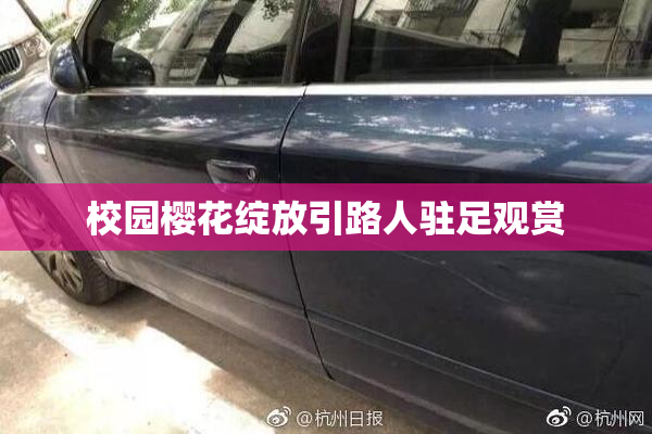校园樱花绽放引路人驻足观赏