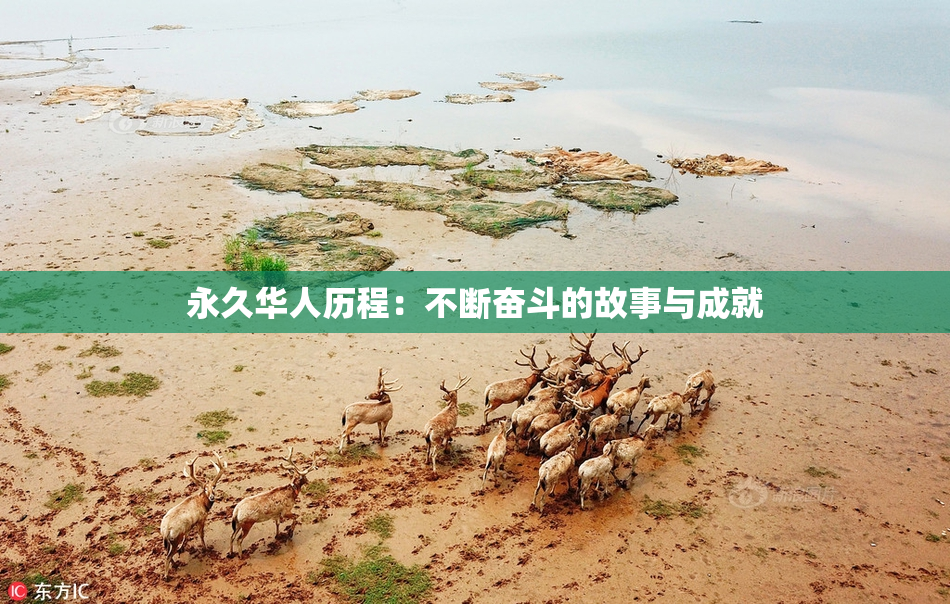 永久华人历程：不断奋斗的故事与成就