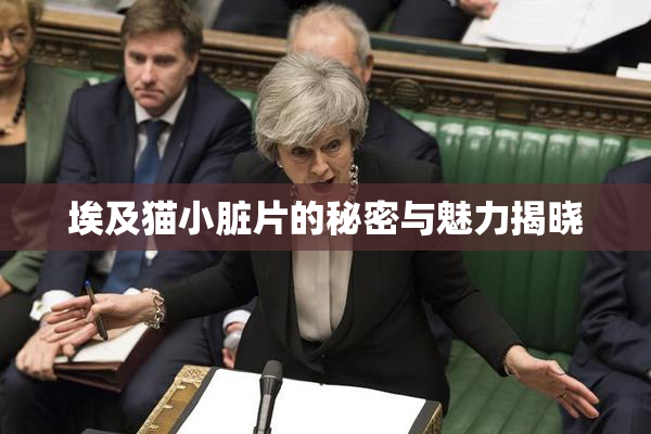 埃及猫小脏片的秘密与魅力揭晓