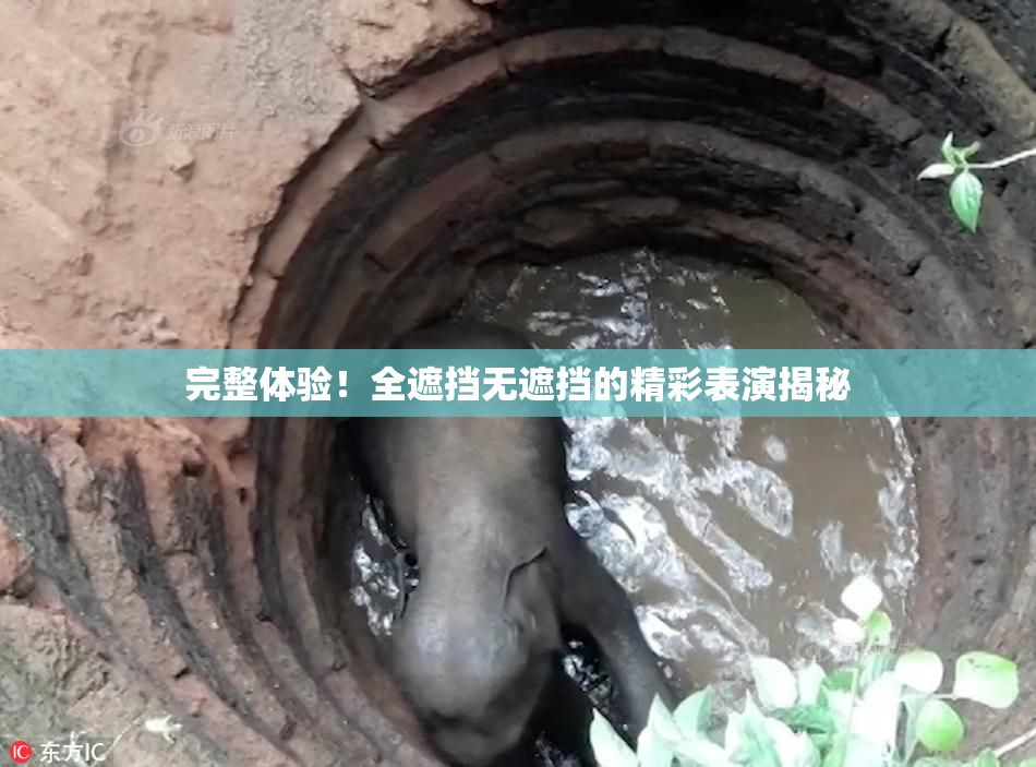 完整体验！全遮挡无遮挡的精彩表演揭秘