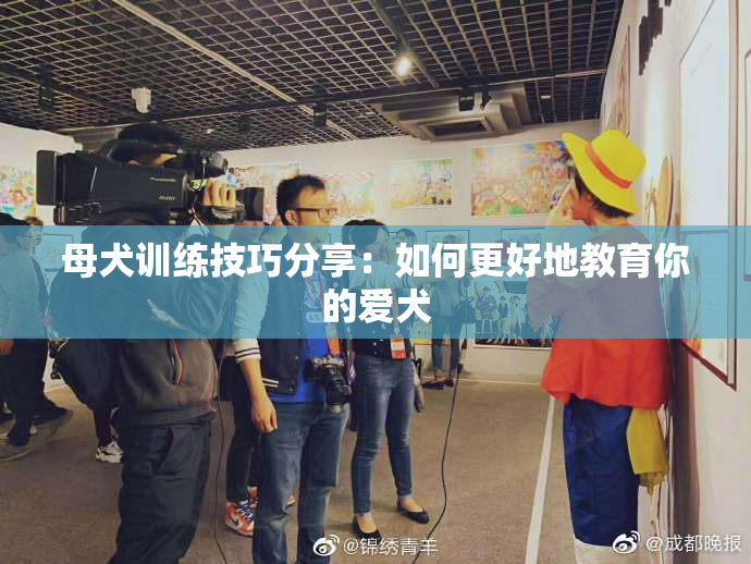 母犬训练技巧分享：如何更好地教育你的爱犬