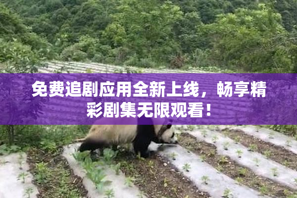 免费追剧应用全新上线，畅享精彩剧集无限观看！