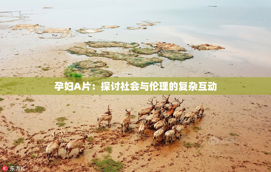 孕妇A片：探讨社会与伦理的复杂互动