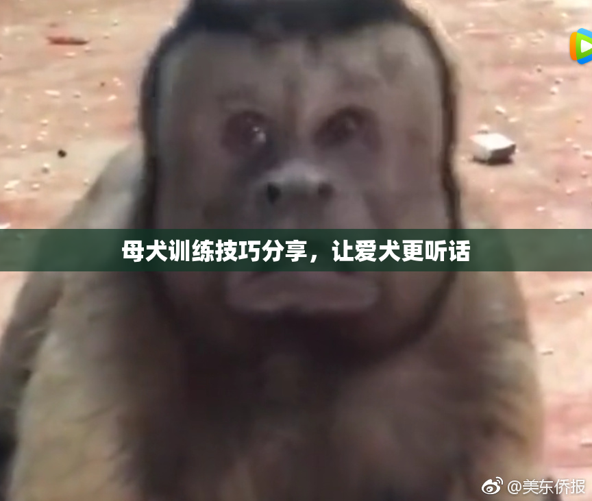 母犬训练技巧分享，让爱犬更听话